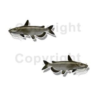 Catfish Sticker Decal Fishing Fish Boat Truck Camper Trailer F155 2 Pack - Bild 1 von 3
