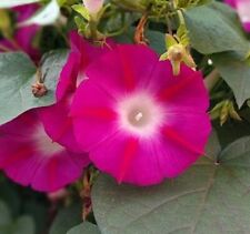 Usa Seller 25 Seeds Pink & Ruby Red Morning Glory Flowers Garden Planting