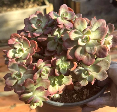 Suculentas importadas planta viva rara suculenta decoración del hogar Echeveria Red Qi Zi Foto 1 de 3