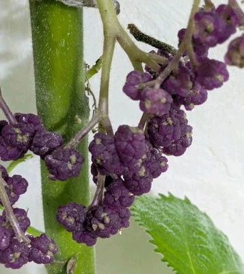 Viable (Tested 2025-04) Dendrocnide moroides (Gympie-gympie) seeds - 10+ seeds - Image 1 of 3