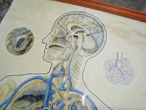 Vintage St Johns Ambulance Wall Chart Poster Medical Anatomical Human Body