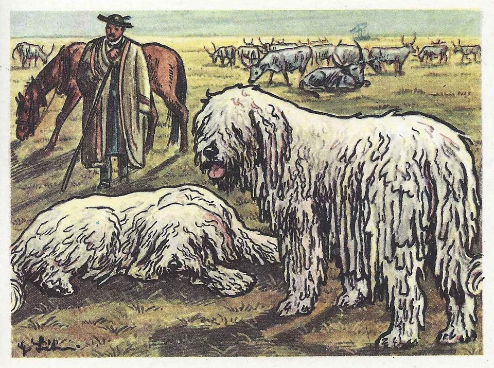 Tarjeta de empresa Komondor escasa impresión artística de perro 1952 Austria Tobacco Bildwerk Foto 1 de 1