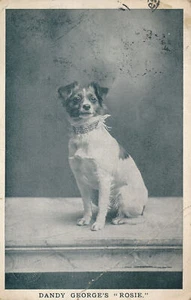 PC67184 Dandy Georges Rosie. 1907 - Picture 1 of 2