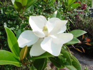 HZ 920XP weiße großblütige Magnolie Duftpflanze Seeds Samen Stück 3 - Bild 1 von 1