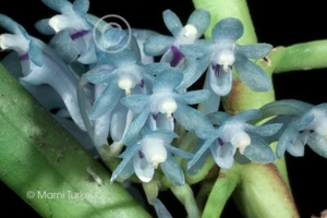 Cleisocentron gokusingii SEED GROWN, LIGHT BLUE, REWARDING orchid species - Picture 1 of 7