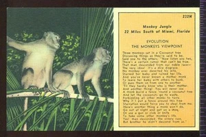 Postal vintage de colección MONKEY JUNGLE Miami Florida sin usar - Imagen 1 de 1