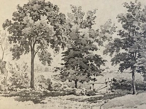 beau Dessin Eugene Ciceri XIXe mine De Plomb Arbre Barbizon École Paysage Art - Foto 1 di 9