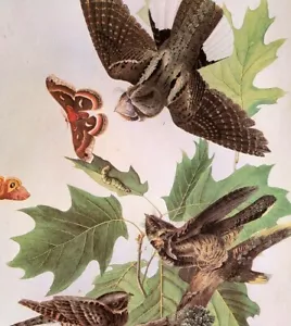 Piatto libro d'arte vintage John James Audubon Birds WHIP-POOR-WILL 218 - Foto 1 di 3