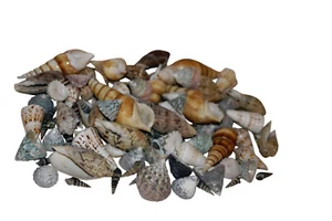50 Stk Muscheln XL MIX Dekomuscheln Bastelmuscheln Muschel Stranddeko Schnecke - Bild 1 von 1