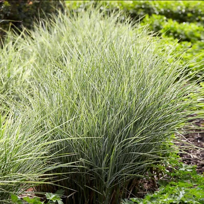 Morning Light Maiden Grass - Miscanthus Grass - 3 Gallon - Image 1 of 4