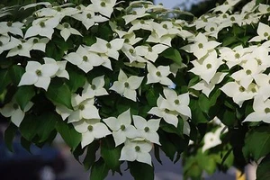 Kousa Dogwood-Japanese, Cornus kousa qt. pot - Picture 1 of 5