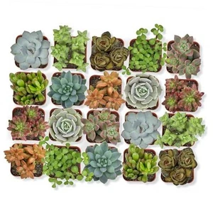 , Live Succulent (20 Pack) Assorted Potted Succulents Live House 20-PACK Plants - Picture 1 of 7