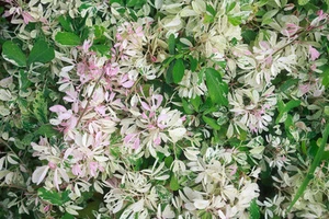 SAMEN  Tamarindenbaum  Kübelpflanze Zierbaum Wintergarten Balkon Samen Exot Saa - Bild 1 von 1