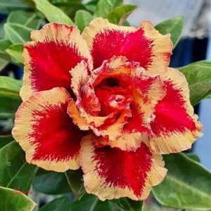 Adenium Obesum Desert Rose Seeds 'Santa' 5 seeds for $11.45 - Picture 1 of 1