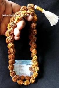 3 TRE PERLE MUKHI RUDRAKSHA KANTHA SURYA AGNI SIDDHA MALA 53 +1 RUDRAKSH--LAB - Foto 1 di 3