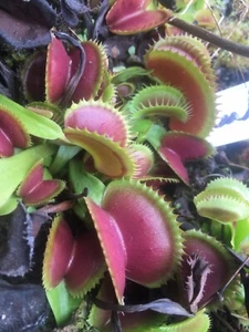 plantes carnivores dionaea Dracula Size Adulte Giant Size Traps Up To 4cm-5 cm - Imagen 1 de 2