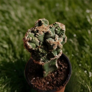 Aztekium Valdezii Grafted X 1, Giant Size, 5.8-6.5 cm On Hylo Stock 10+ Heads. - Picture 1 of 2