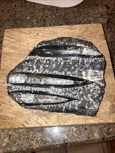 Orthoceras Polished Slab Fossil Display Piece 6.5x5 - Picture 1 of 4