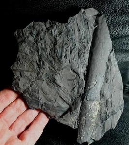 Excellent, big Carboniferous fossil Calamite plant, and Lepidodendron leaves - Picture 1 of 3