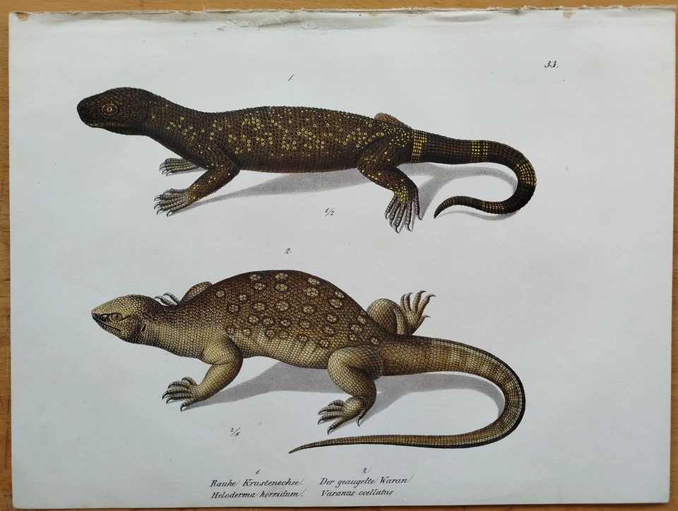Waran Krustenechse # Schinz/Brodtmann Großer Originaldruck Reptilien # 1833 - Bild 1 von 1