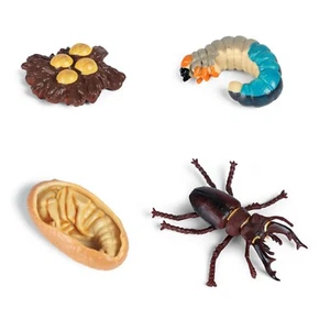 Models of Stag Beetle Life Cycle - MONTESSORI BIOLOGY / ZOOLOGY MATERIALS - Bild 1 von 1