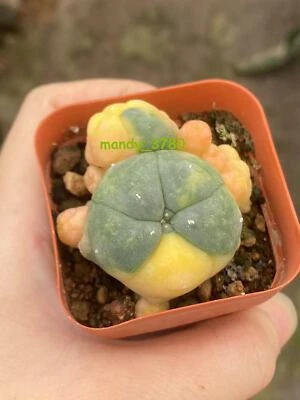 Multi Heads Succulent  Plant variegated family indoor and outdoor 3CM - Image 1 of 4