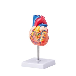 Lebensgroßes Menschliches Herzmodell, 2-Teiliges 1:1-Anatomisches Herzmodell, Me - Bild 1 von 9