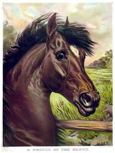 7972.Decoration Poster.Home Room wall art interior design.Horse.Equine decor - Picture 1 of 1