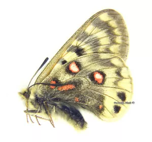 Unmontierter Schmetterling/Papilionidae - Parnassius Kardinal Kardinal, männlich, seltener - Bild 1 von 1