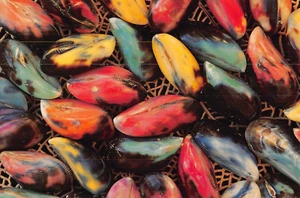 Postal: conchas de mejillón arco iris, 4x6, sin publicar - Imagen 1 de 2