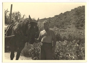 Homme avec cheval attelé - photo ancienne amateur an. 1950 - Imagen 1 de 1