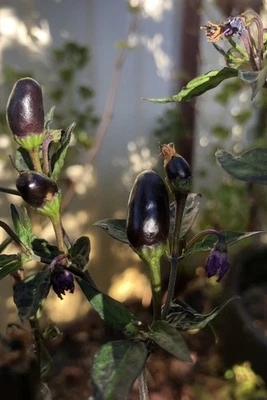 Baby Black Birdseye Chilli 30 Seeds - Rare Ornamental VERY HOT Spring Summer - Image 1 of 4