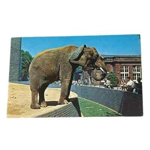 Postcard African Elephant at the London Zoo Chrome B493 - Picture 1 of 2