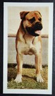 Bull Mastiff Vintage Colour Photo Card ## Excellent Condition