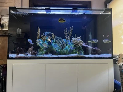 Saltwater Aquarium - Image 1 of 3