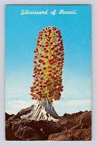 AK Hawaii Hi Silberschwert Pflanze Blüte 60er Jahre unbespielt Chrom - Bild 1 von 2