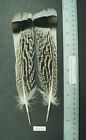 One Pair ~9" Pencilled Palm Turkey Tail Feathers Lot-SF 465