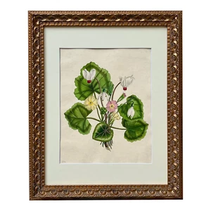 Antique Original Watercolor Botanical Study of Flowers by A. Douglas 1810 - Picture 1 of 7