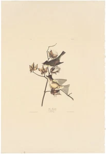 Audubon Amsterdam Ed Double Elephant Folio lithograph Pl 120 Peewee Flycatcher - Picture 1 of 2
