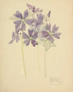 Purple Mallows Art Print Charles Rennie Mackintosh 1901 Botanical Watercolor - Picture 1 of 2