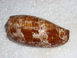 CONUS GEOGRAPHUS WONDERFUL - Picture 1 of 2