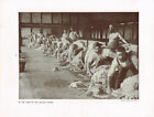 Australia Sheep Shearing Antique Picture Print 1906 TKE#45
