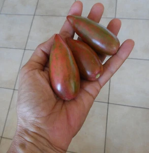 🔥 🍅 purple Smaragd Tomate Tomaten alte Sorte 10 Samen Flaschentomate gestreift - Bild 1 von 1
