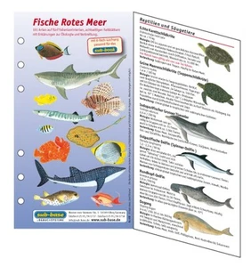 Fish Card Set Red Seaside Fish Identification - Picture 1 of 4