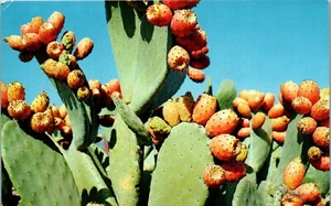 Kaktusfeigenkaktus Vintage Postkarte KK1 - Bild 1 von 2