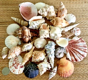 1 LB. OF MEDIUM TO LARGE SEA SHELLS - Great for crafting or decor. - Picture 1 of 6