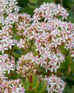 Jade Plant : $79.99 For 20 Healthy Cuttings - Bild 1 von 6