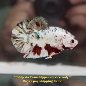 Copper Galaxy Halfmoon Plakat Male Live Betta Fish High Quality from TH 31JN1 - Picture 1 of 4