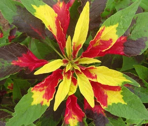AMARANTHUS PERFECTA Amaranthus Tricolor - 500 Bulk Seeds - Picture 1 of 1
