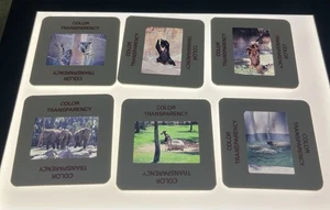 San Diego Zoo Lot of 60 35mm Slides Animals Elephant Bear Zebras California - Picture 1 of 9